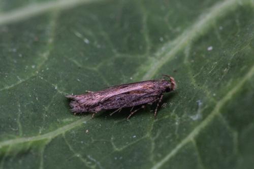 Aroga velocella